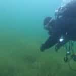 Potápěč v neoprenu zkoumající podvodní vegetaci na Jezeru Most.